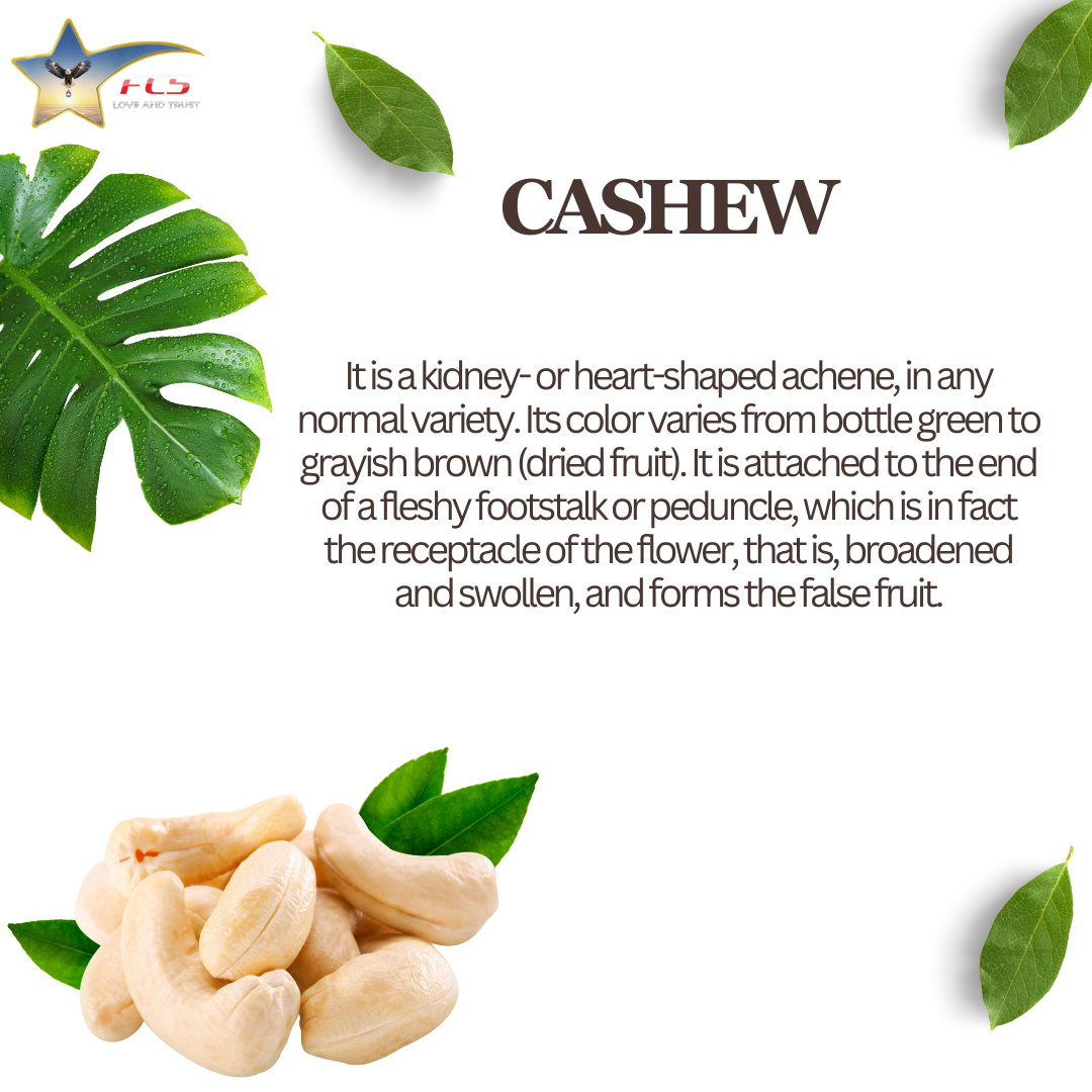cashew nuts in india